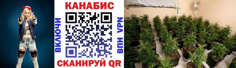 Конопля индика  Курган 